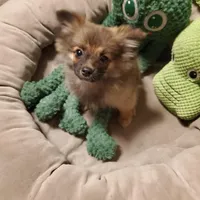 Sportster, a male Pomchi for sale in Ocala, FL – Photo 1 of 2