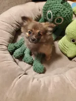 Sportster, a male Pomeranian for sale in Ocala, FL – Photo 1 of 2