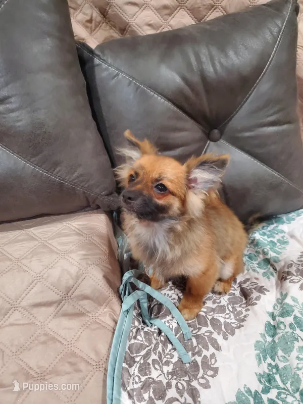 Sportster – Pomchi puppy for sale in Ocala, FL