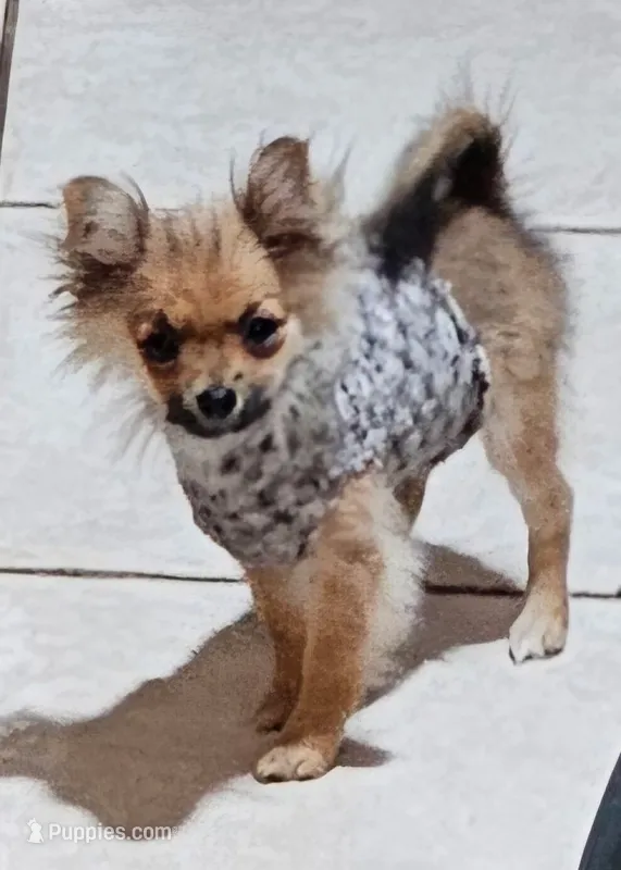 Mia – Pomeranian puppy for sale in Ocala, FL