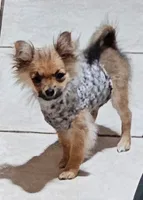 Mia, a female Pomchi for sale in Ocala, FL – 1 of 4