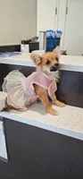 Mia, a female Pomchi for sale in Ocala, FL – 3 of 4