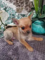 SQUIRRELLY, a male Pomchi for sale in Ocala, FL – Photo 4 of 4