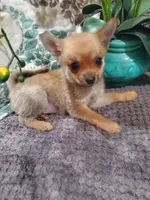 SQUIRRELLY, a male Pomchi for sale in Ocala, FL – Photo 3 of 4