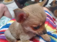 SQUIRRELLY, a male Pomchi for sale in Ocala, FL – Photo 1 of 4