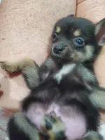 Bear, a male Pomchi for sale in Ocala, FL – Photo 5 of 5