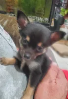 Bear, a male Pomchi for sale in Ocala, FL – Photo 2 of 5