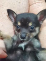 Bear, a male Pomchi for sale in Ocala, FL – Photo 3 of 5