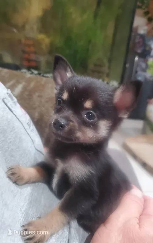 Bear – Pomchi puppy for sale in Ocala, FL