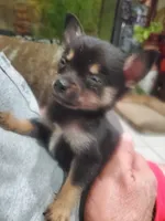 Bear, a male Pomchi for sale in Ocala, FL – Photo 4 of 5