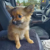 Sassy, a female Pomchi for sale in Ocala, FL – Photo 1 of 4