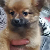 Sassy, a female Pomchi for sale in Ocala, FL – Photo 3 of 4
