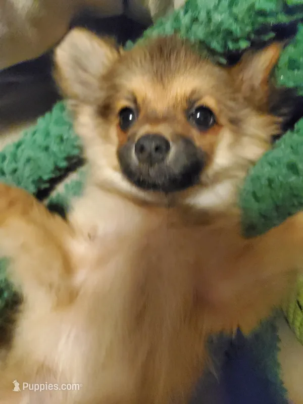 Sassy, a female Pomeranian for sale in Ocala, FL – Photo 1 of 3