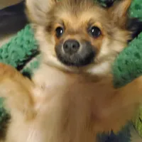 Sassy, a female Pomchi for sale in Ocala, FL – Photo 2 of 4