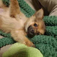 Sassy, a female Pomchi for sale in Ocala, FL – Photo 4 of 4