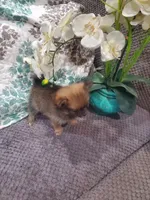 Mia, a female Pomeranian for sale in Ocala, FL – Photo 5 of 7