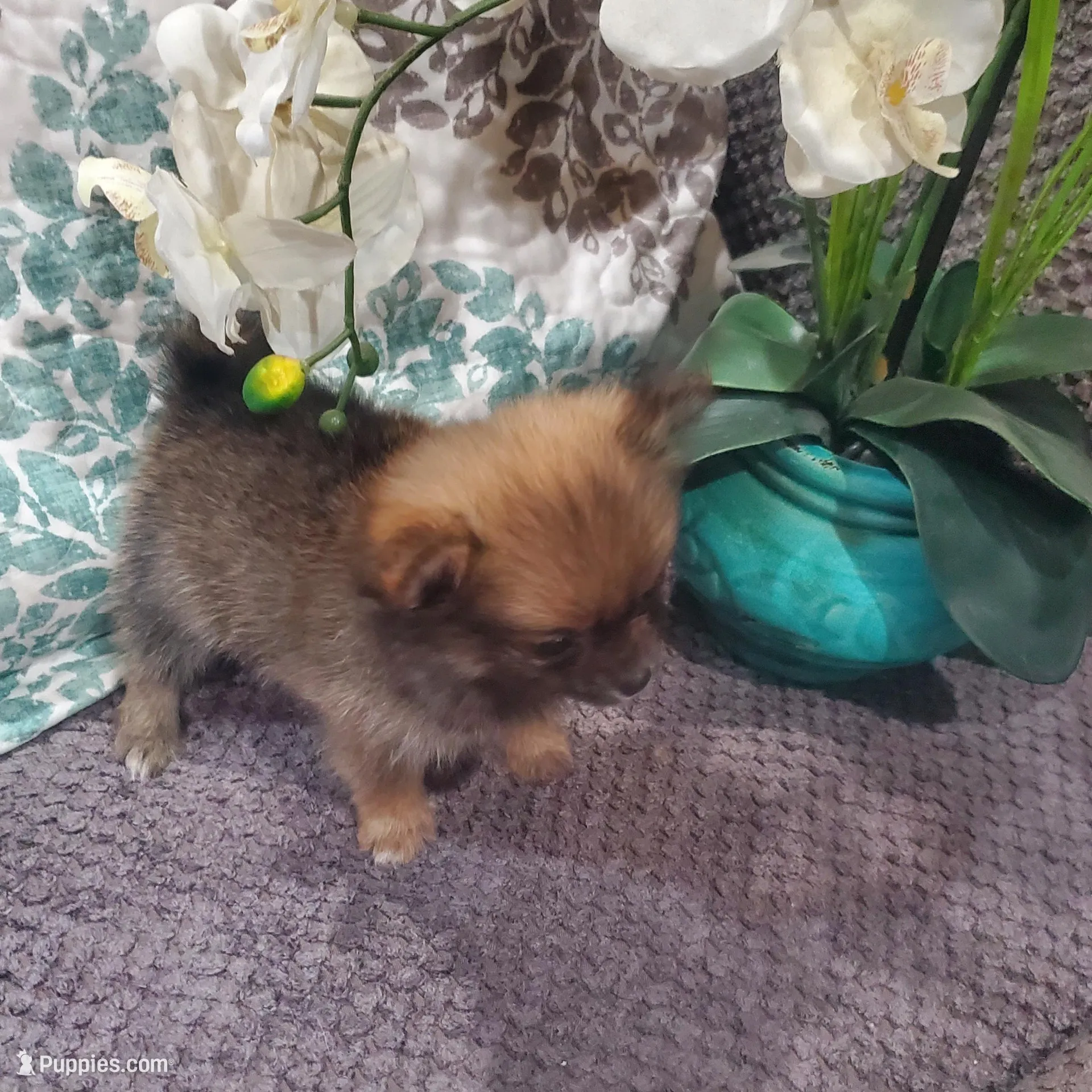 Mia, a female Pomeranian for sale in Ocala, FL – Photo 2 of 7