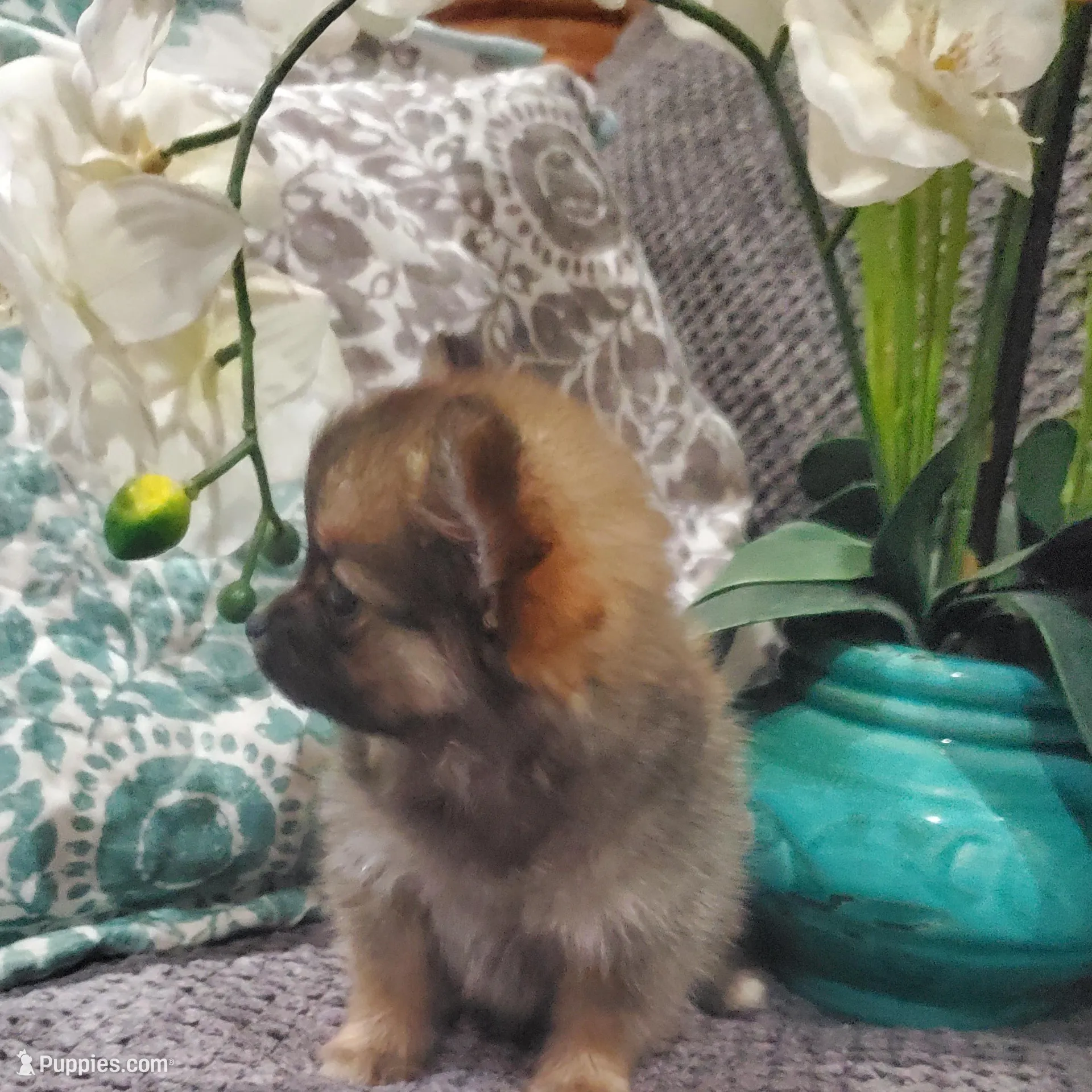 Mia, a female Pomeranian for sale in Ocala, FL – Photo 4 of 7