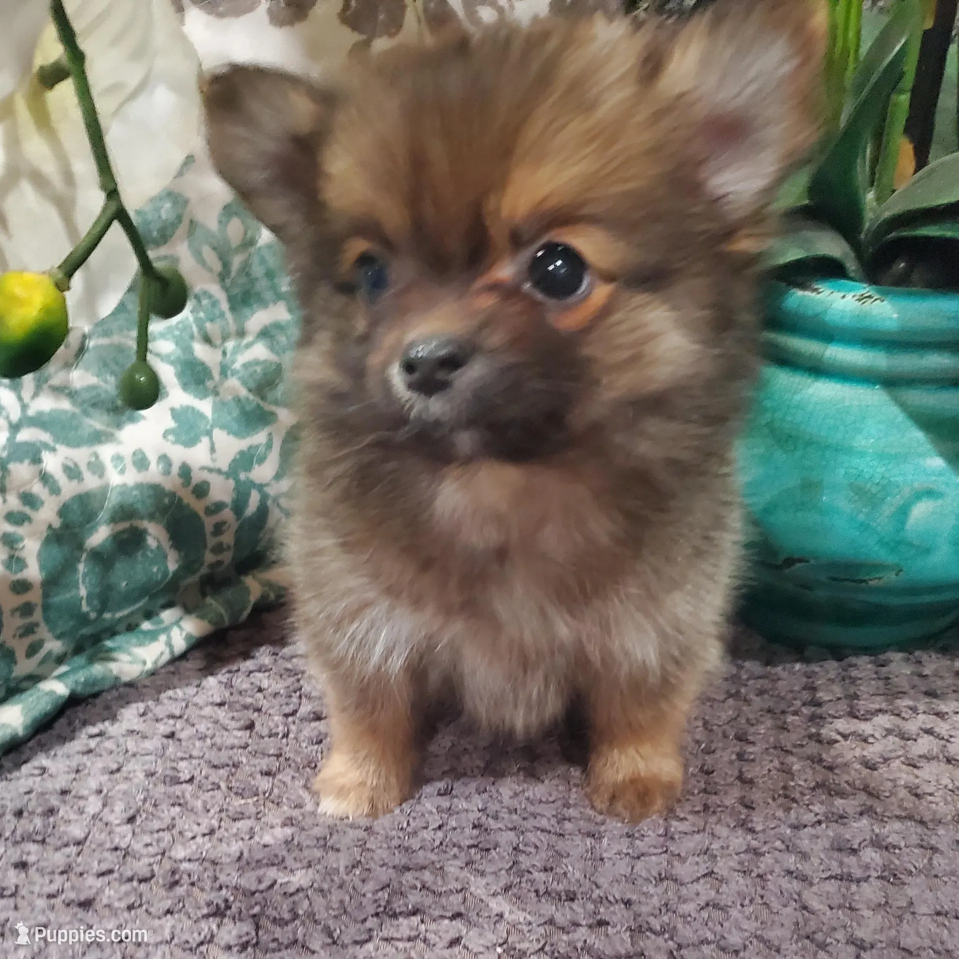 Mia – Pomeranian puppy for sale in Ocala, FL