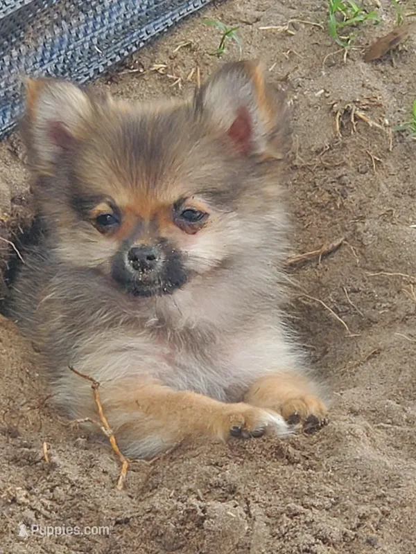 Mia – Pomeranian puppy for sale in Ocala, FL