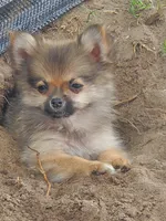 Mia, a female Pomeranian for sale in Ocala, FL – Photo 1 of 8