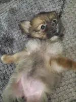 Mia, a female Pomeranian for sale in Ocala, FL – Photo 7 of 7