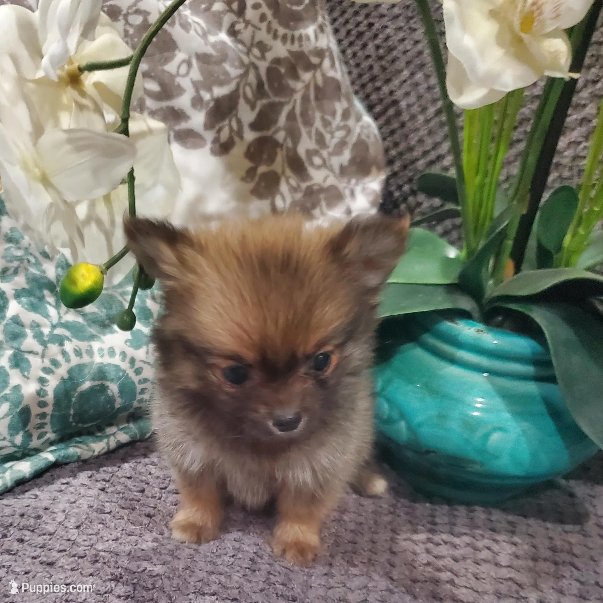 Mia, a female Pomeranian for sale in Ocala, FL – Photo 6 of 7
