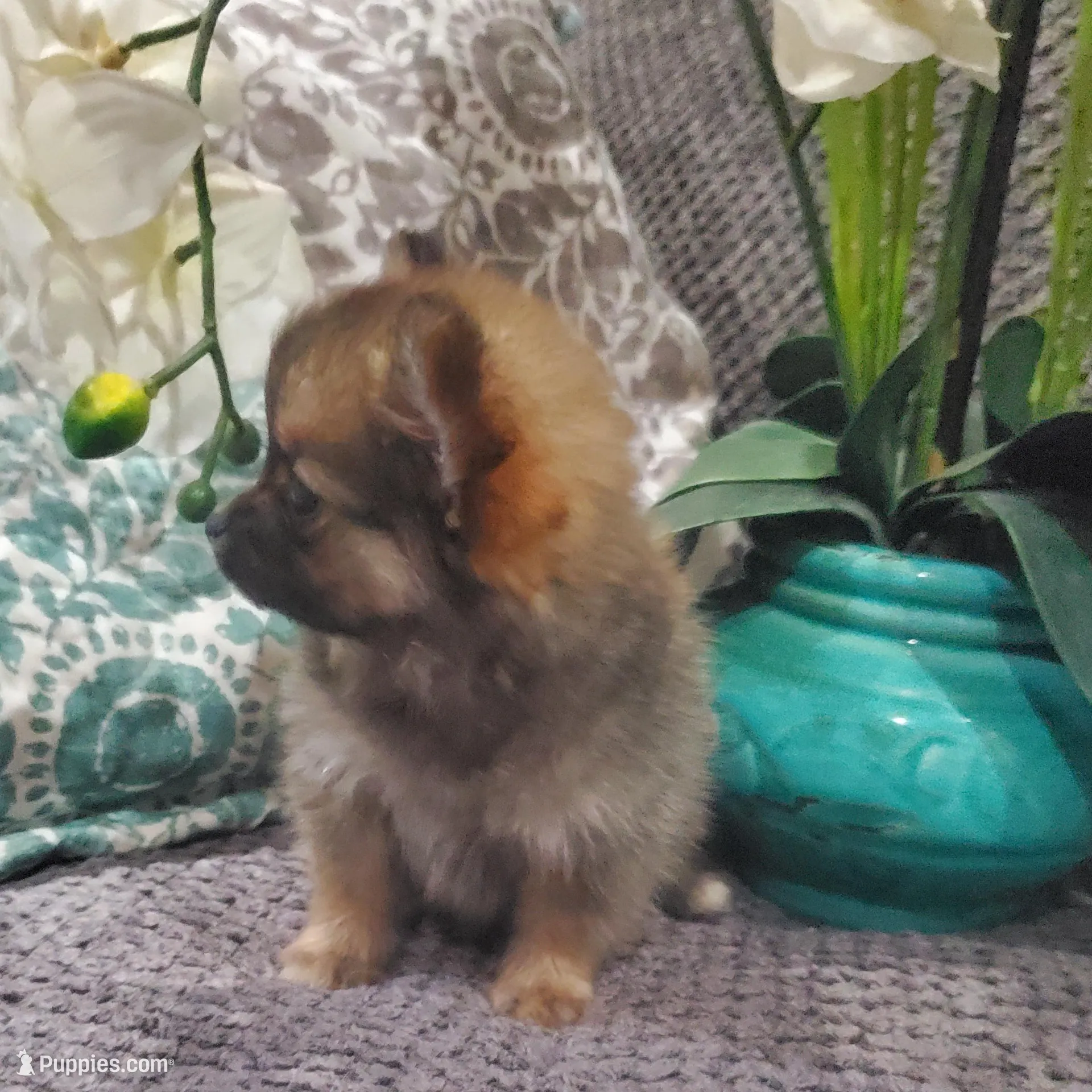 Mia, a female Pomeranian for sale in Ocala, FL – Photo 3 of 7