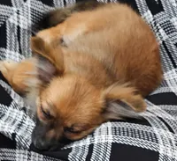 Mia, a female Pomchi for sale in Ocala, FL – 2 of 4
