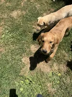 Buddy, a male Golden Retriever for sale in San Diego, CA – 4 of 5