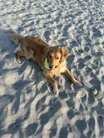 Summer, a female Golden Retriever for sale in San Diego, CA – 2 of 3