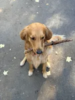Summer, a female Golden Retriever for sale in San Diego, CA – 3 of 3