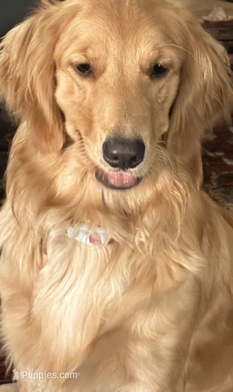 Summer – Golden Retriever puppy for sale in San Diego, CA