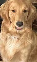 Summer, a female Golden Retriever for sale in San Diego, CA – 1 of 3