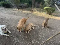 Buddy, a male Golden Retriever for sale in San Diego, CA – 3 of 5