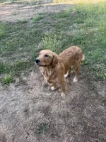 Buddy, a male Golden Retriever for sale in San Diego, CA – 2 of 5