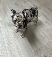 Tank, a male French Bulldog for sale in Tennessee Ridge, TN – Photo 3 of 5