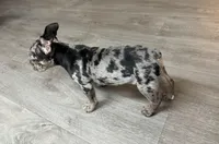 Tank, a male French Bulldog for sale in Tennessee Ridge, TN – Photo 4 of 5