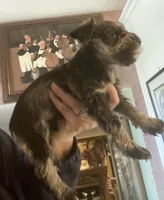 Peanut, a male Miniature Schnauzer for sale in Omaha, NE – 2 of 3