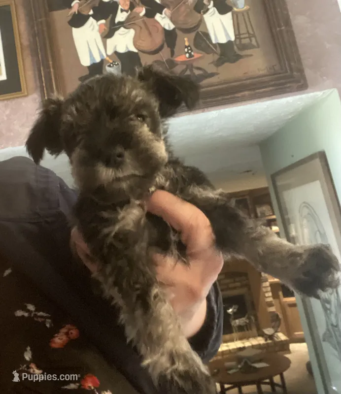 Peanut – Miniature Schnauzer puppy for sale in Omaha, NE
