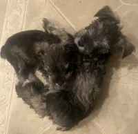 Pongo, a male Miniature Schnauzer for sale in Omaha, NE – 3 of 3