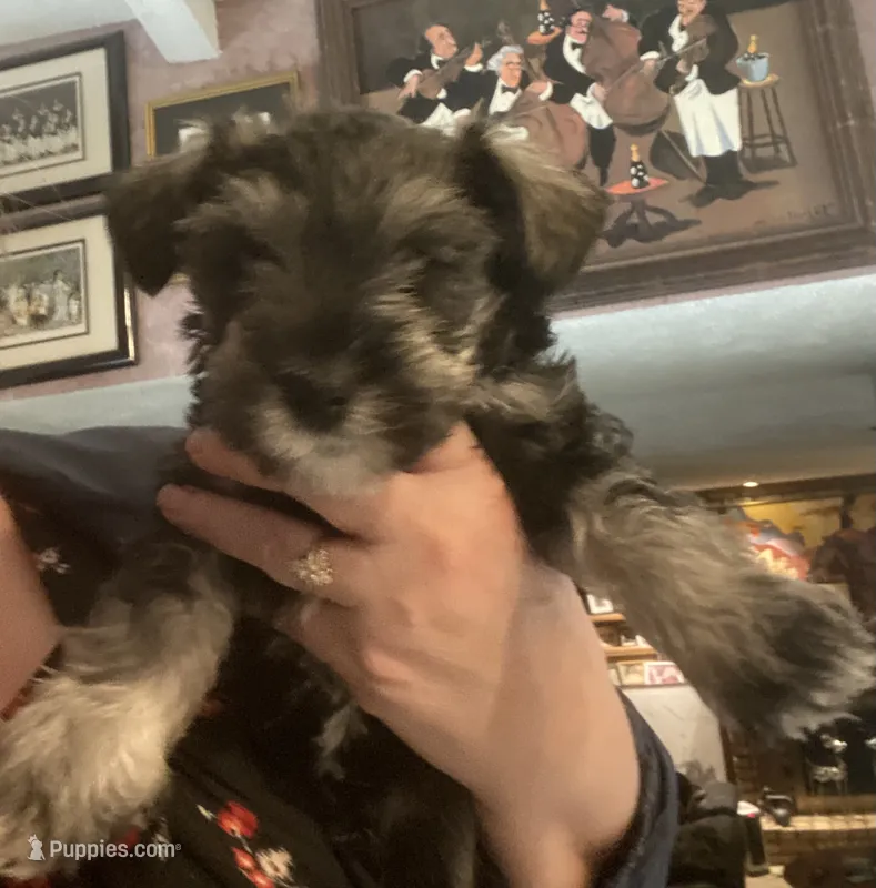 Pongo – Miniature Schnauzer puppy for sale in Omaha, NE