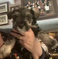 Pongo, a male Miniature Schnauzer for sale in Omaha, NE – 1 of 3