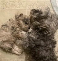 Prince, a male Miniature Schnauzer for sale in Omaha, NE – 3 of 3