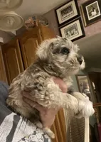Prince, a male Miniature Schnauzer for sale in Omaha, NE – 2 of 3