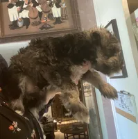 Pongo, a male Miniature Schnauzer for sale in Omaha, NE – 2 of 3