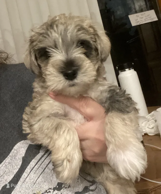 Prince – Miniature Schnauzer puppy for sale in Omaha, NE