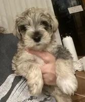 Prince, a male Miniature Schnauzer for sale in Omaha, NE – 1 of 3
