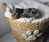 Lenny, a male Miniature Aussiedoodle for sale in Saint Cloud, FL – 4 of 4