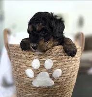 Maui, a female Aussiedoodle and Miniature Aussiedoodle for sale in Saint Cloud, FL – 4 of 4